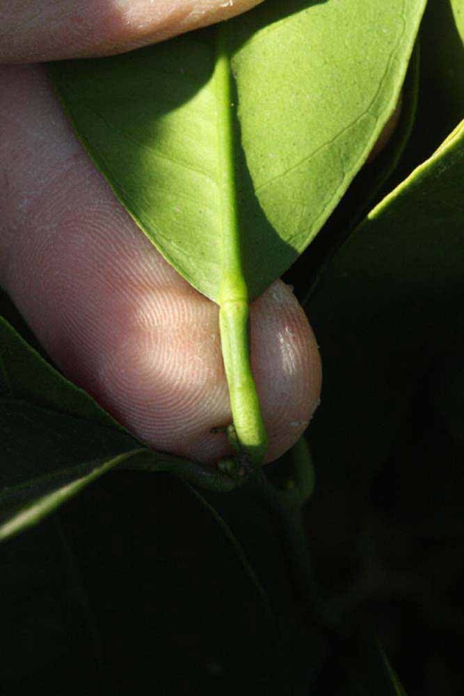              Petiole (Riverside, CA)       